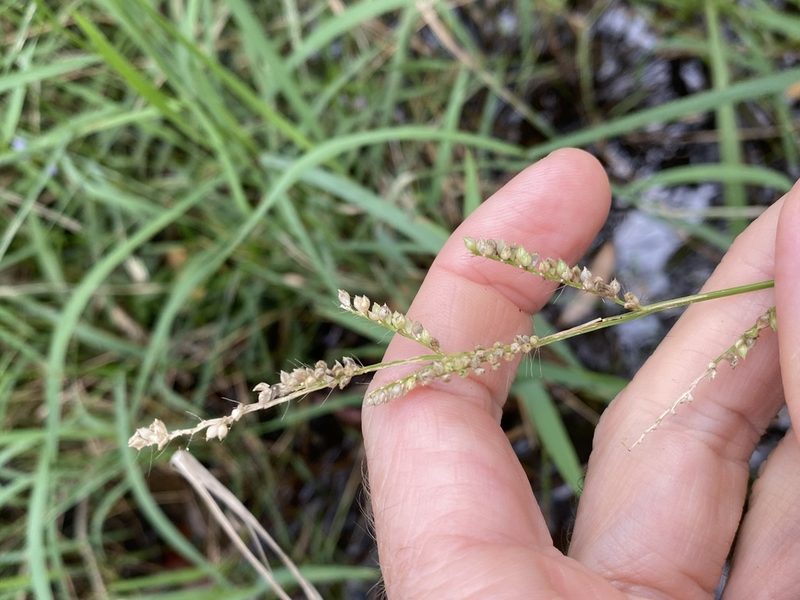 Echinochloa crus-galli, photographed by Greg Tasney