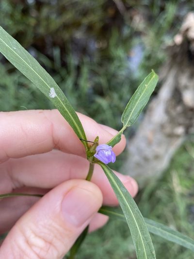 Hygrophila angustifolia, photographed by Greg Tasney