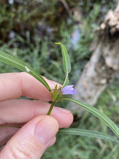 Hygrophila angustifolia, photographed by Greg Tasney