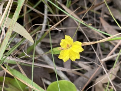 Goodenia mystrophylla, photographed by Greg Tasney