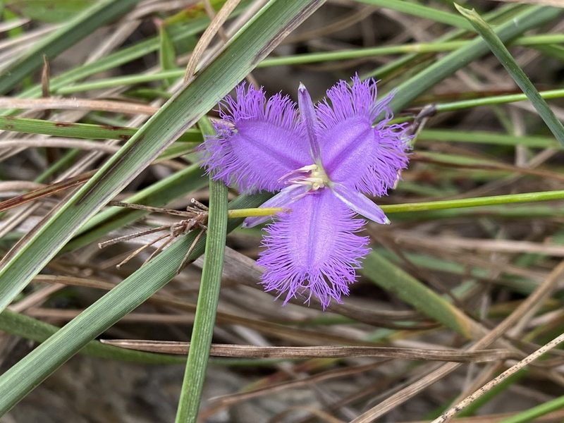 Thysanotus tuberosus, photographed by Greg Tasney