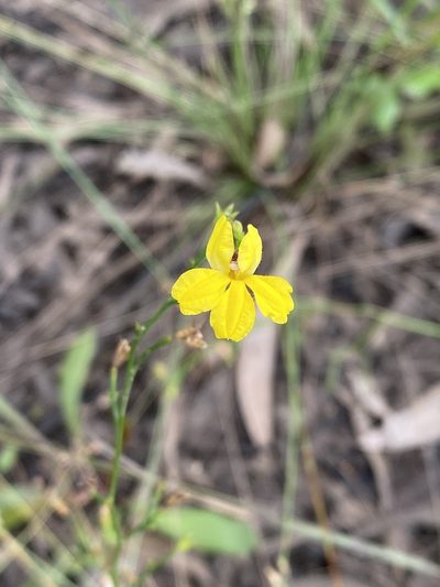 Goodenia paniculata, photographed by Greg Tasney