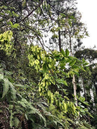 Dalbergia benthamii, photographed by Yj