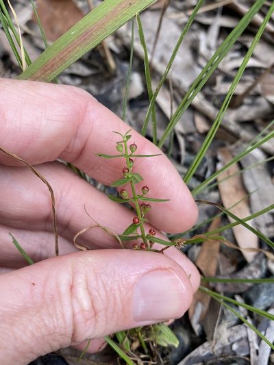 Ammannia multiflora, photographed by Greg Tasney