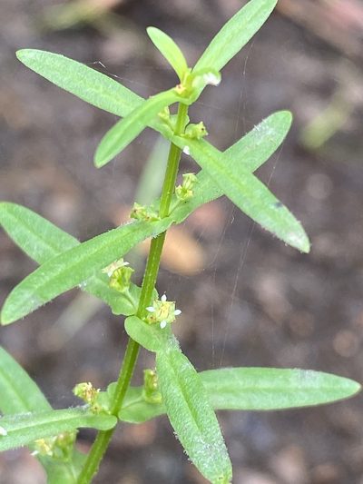 Ammannia multiflora, photographed by Greg Tasney