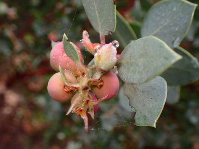Arctostaphylos obispoensis, photographed by Cricket Raspet