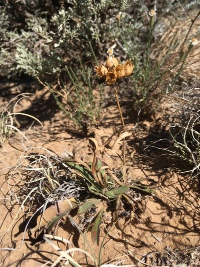 Penstemon breviculus, photographed by Cecelia Alexander