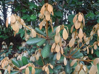 Quercus championii, photographed by Toby Y