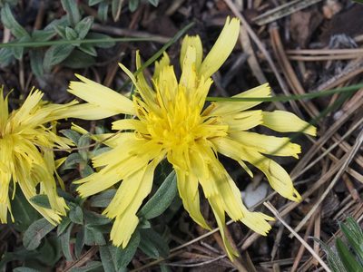 Takhtajaniantha austriaca, photographed by Michael Knapp