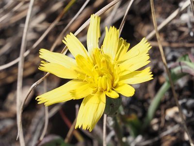Takhtajaniantha austriaca, photographed by Michael Knapp