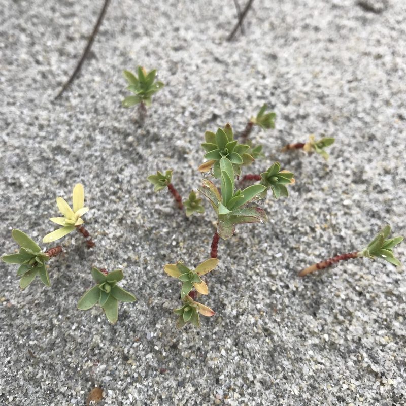 Euphorbia glauca, photographed by Leon Billows