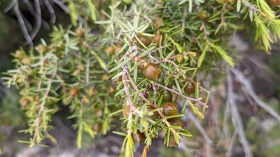 Juniperus oxycedrus, photographed by Javier Eusamio