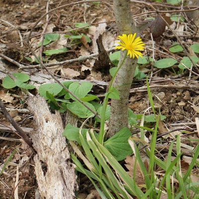 Doronicum orientale, photographed by Юрий Данилевский (Yuriy Danilevsky)