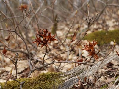 Rhododendron luteum, photographed by Юрий Данилевский (Yuriy Danilevsky)