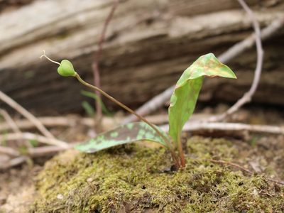 Erythronium caucasicum, photographed by Юрий Данилевский (Yuriy Danilevsky)