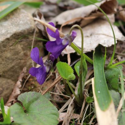 Viola alba, photographed by Юрий Данилевский (Yuriy Danilevsky)