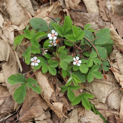Potentilla micrantha, photographed by Юрий Данилевский (Yuriy Danilevsky)
