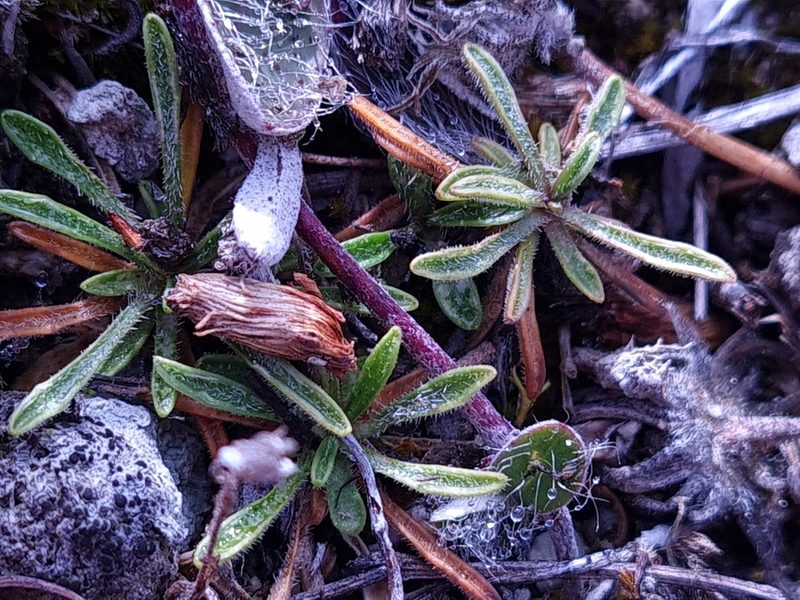 Wahlenbergia albomarginata, photographed by Penelope Noel Gillette