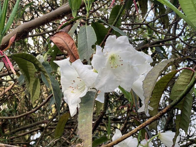 Rhododendron griffithianum, photographed by John Kenrick Gibson