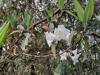 Rhododendron griffithianum, photographed by John Kenrick Gibson
