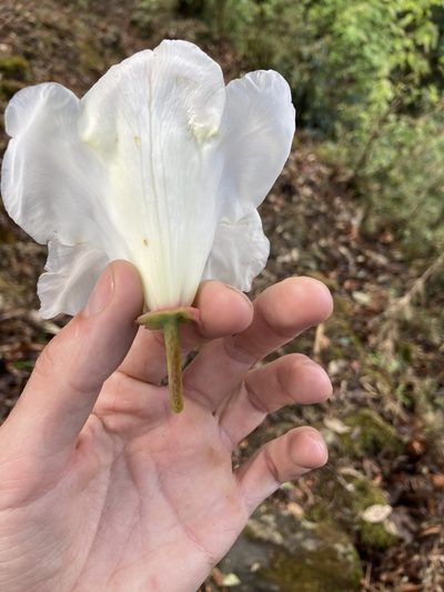 Rhododendron griffithianum, photographed by John Kenrick Gibson