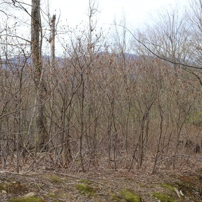 Rhododendron luteum, photographed by Юрий Данилевский (Yuriy Danilevsky)