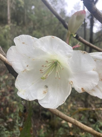 Rhododendron griffithianum, photographed by John Kenrick Gibson