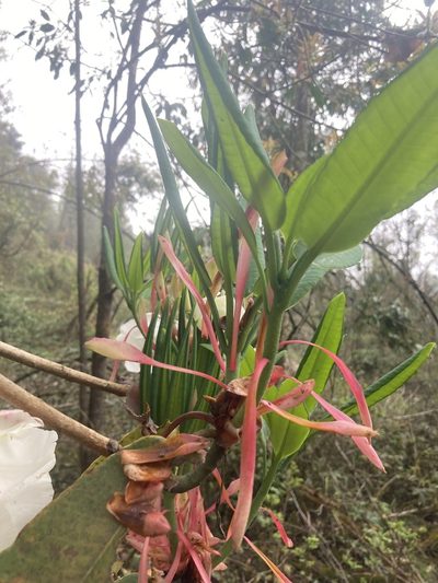 Rhododendron griffithianum, photographed by John Kenrick Gibson