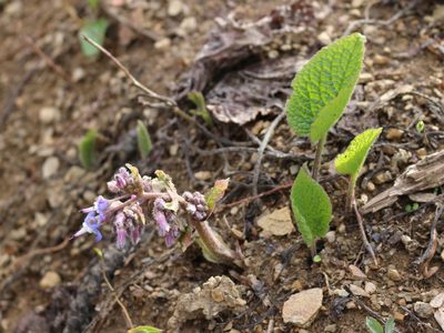 Trachystemon orientalis, photographed by Юрий Данилевский (Yuriy Danilevsky)