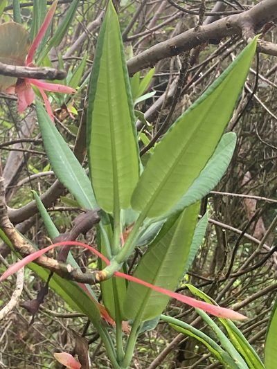 Rhododendron griffithianum, photographed by John Kenrick Gibson