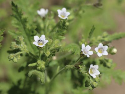 Eucrypta chrysanthemifolia, photographed by Cricket Raspet