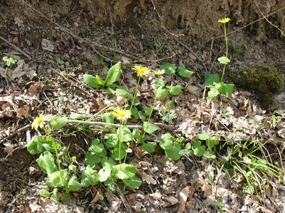 Doronicum orientale, photographed by Юрий Данилевский (Yuriy Danilevsky)