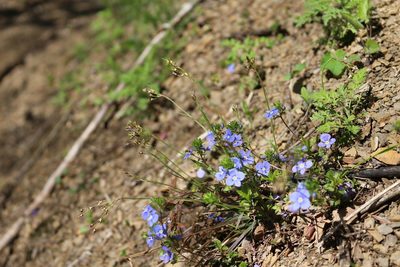 Luzula forsteri, photographed by Юрий Данилевский (Yuriy Danilevsky)