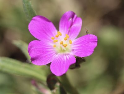 Calandrinia ciliata, photographed by Cricket Raspet