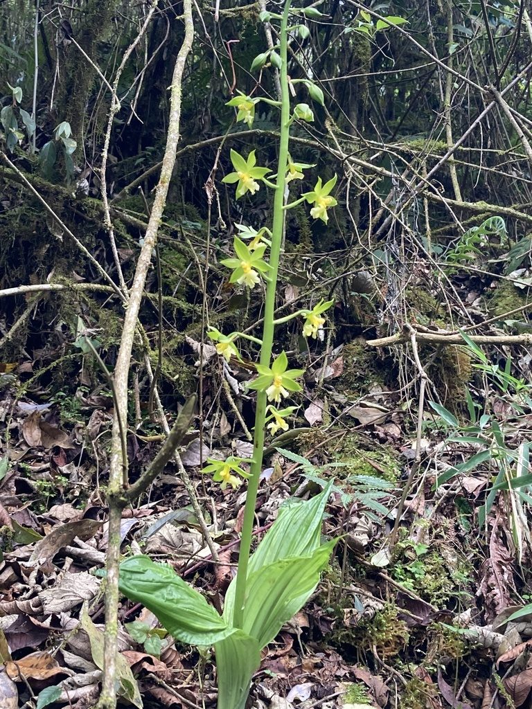Calanthe griffithii, photographed by John Kenrick Gibson