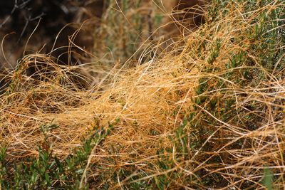 Cuscuta californica, photographed by Cricket Raspet