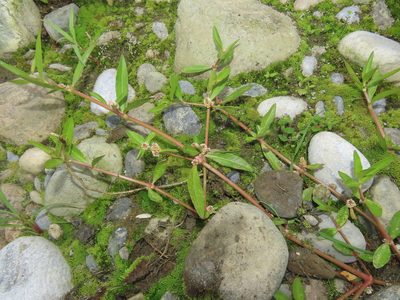 Alternanthera sessilis, photographed by chiuluan