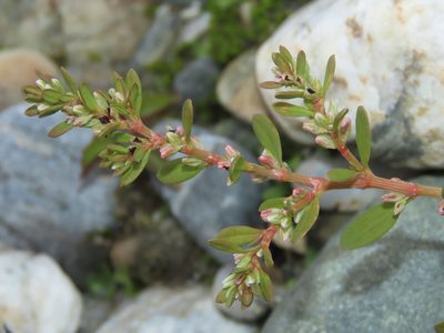 Polygonum plebeium, photographed by chiuluan