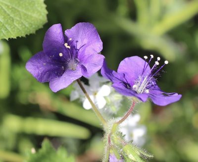 Phacelia parryi, photographed by Cricket Raspet