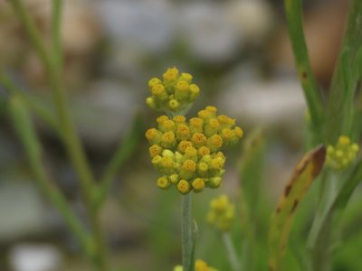 Laphangium affine, photographed by chiuluan