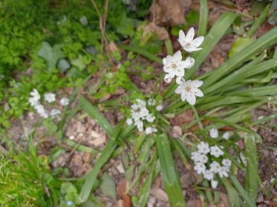 Allium neapolitanum, photographed by Kenta Nakahashi