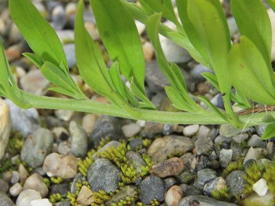 Euploca procumbens, photographed by chiuluan
