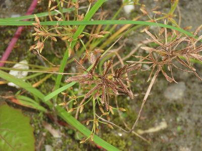 Cyperus flavidus, photographed by chiuluan