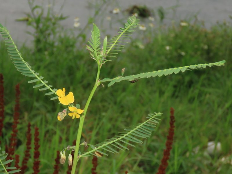 Sesbania cannabina, photographed by chiuluan
