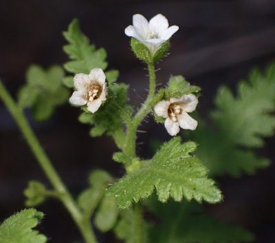 Eucrypta chrysanthemifolia, photographed by Cricket Raspet
