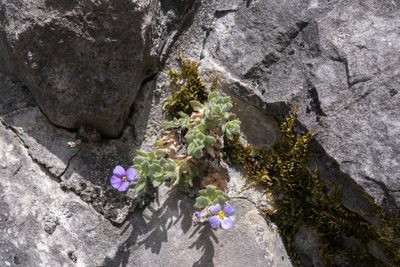 Aubrieta deltoidea, photographed by Eleftherios Katsillis