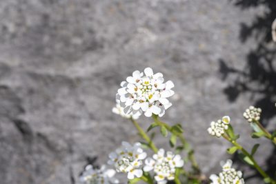 Iberis sempervirens, photographed by Eleftherios Katsillis