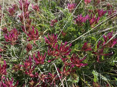 Astragalus monspessulanus, photographed by Niklas Wahlberg