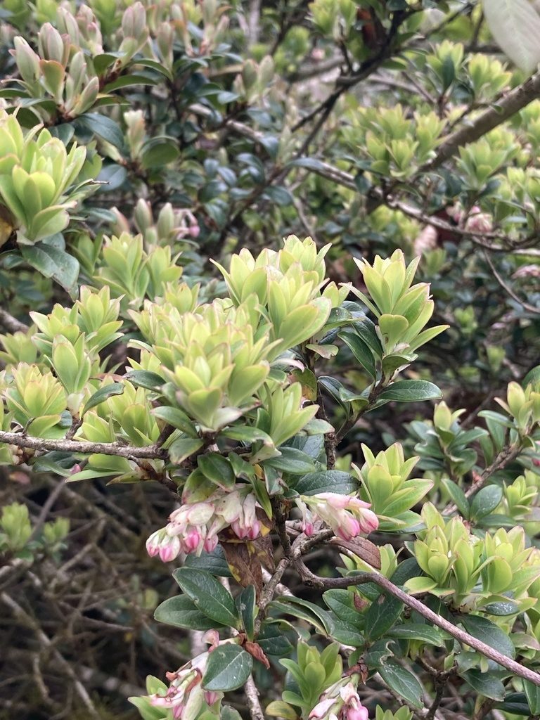 Vaccinium retusum, photographed by John Kenrick Gibson