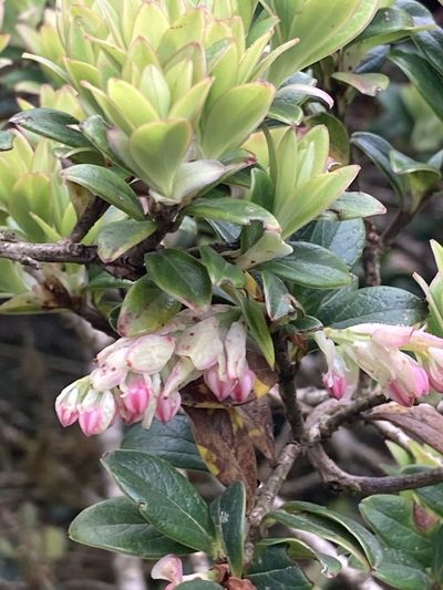 Vaccinium retusum, photographed by John Kenrick Gibson
